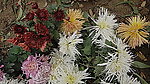 菊花(非高清)