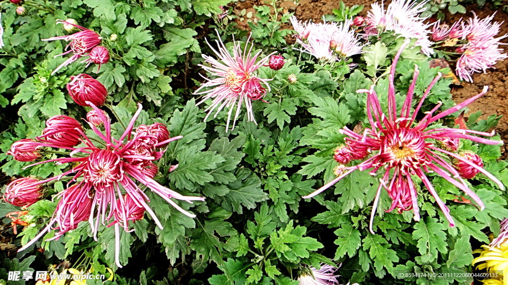 菊花(非高清)