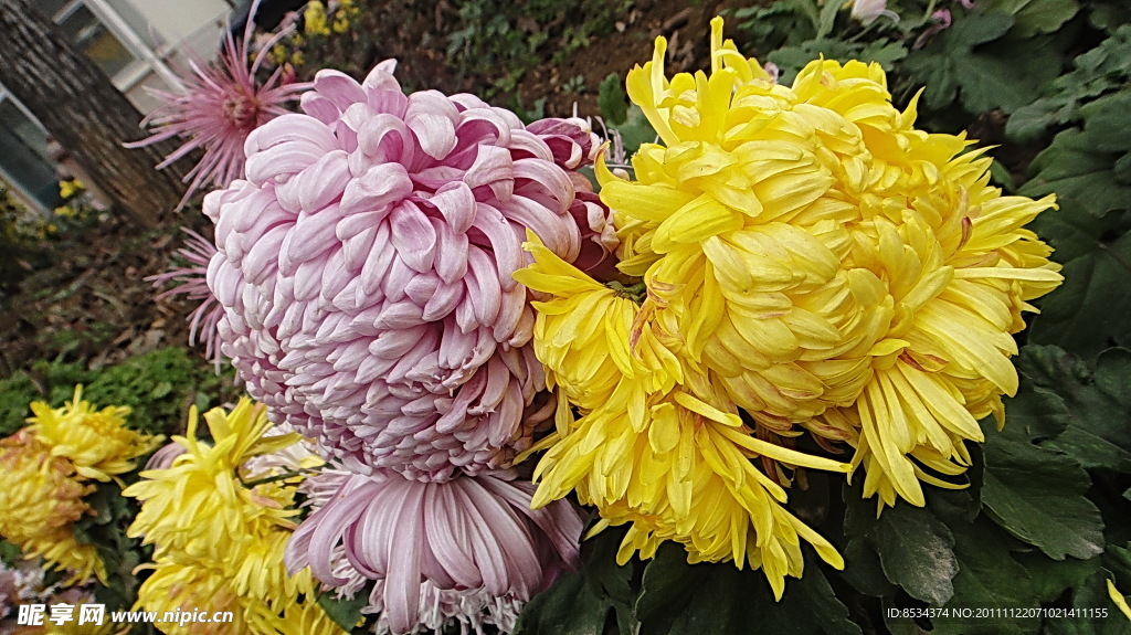 菊花