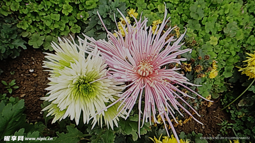 白菊与粉菊