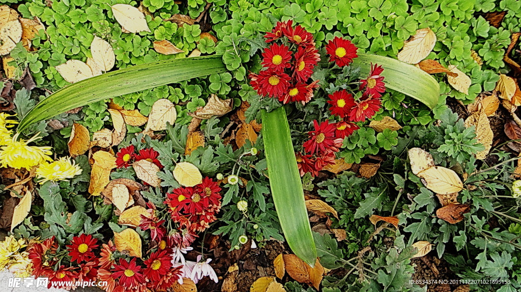 菊花