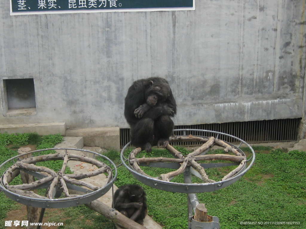 大猩猩沉思