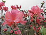麻城杜鹃花