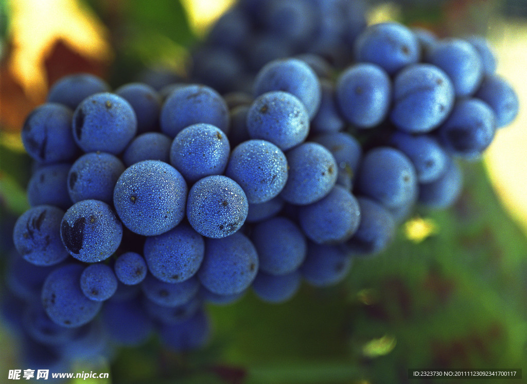 蓝紫色 葡萄