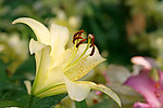百合花