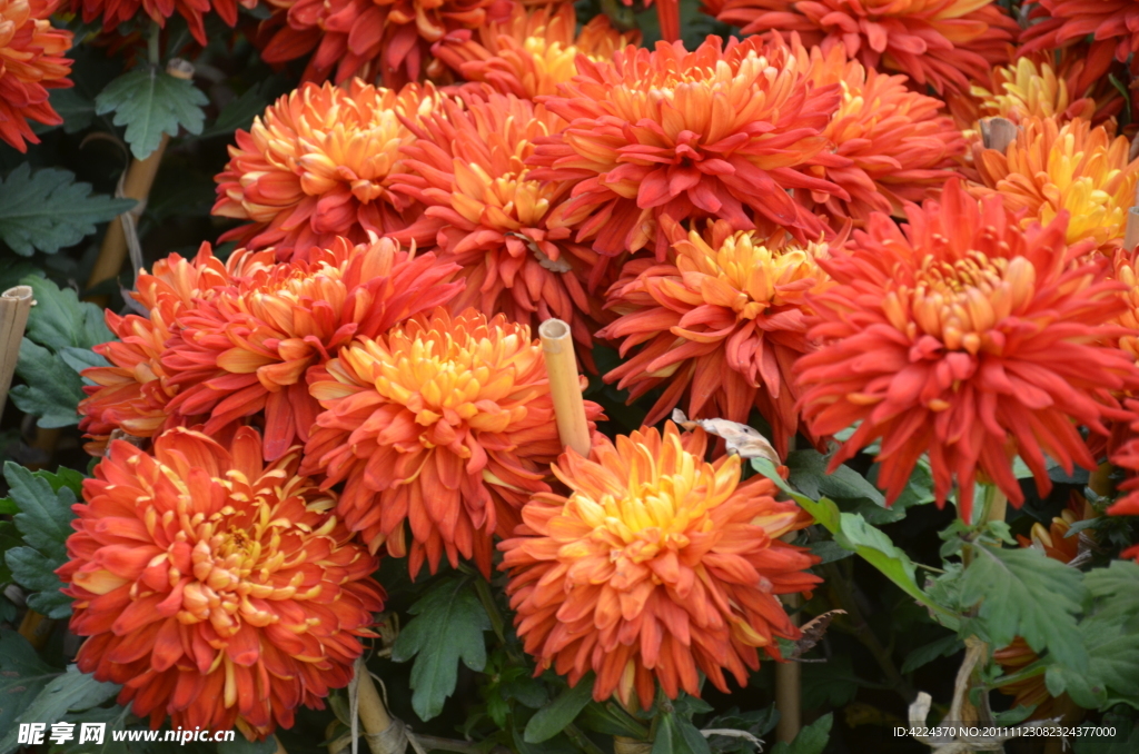 菊花