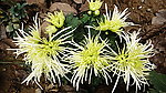 菊花(非高清)