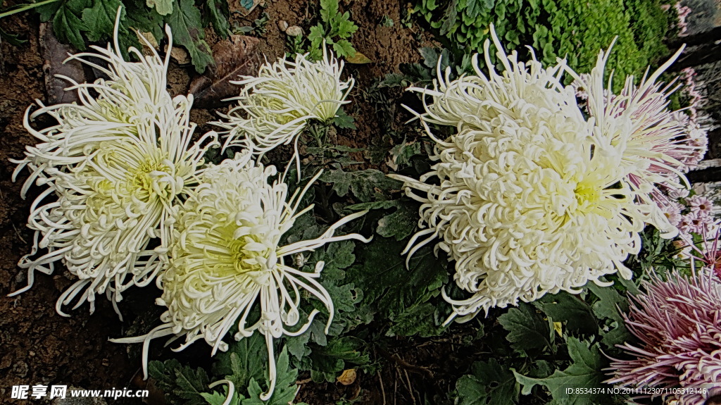 菊花(非高清)