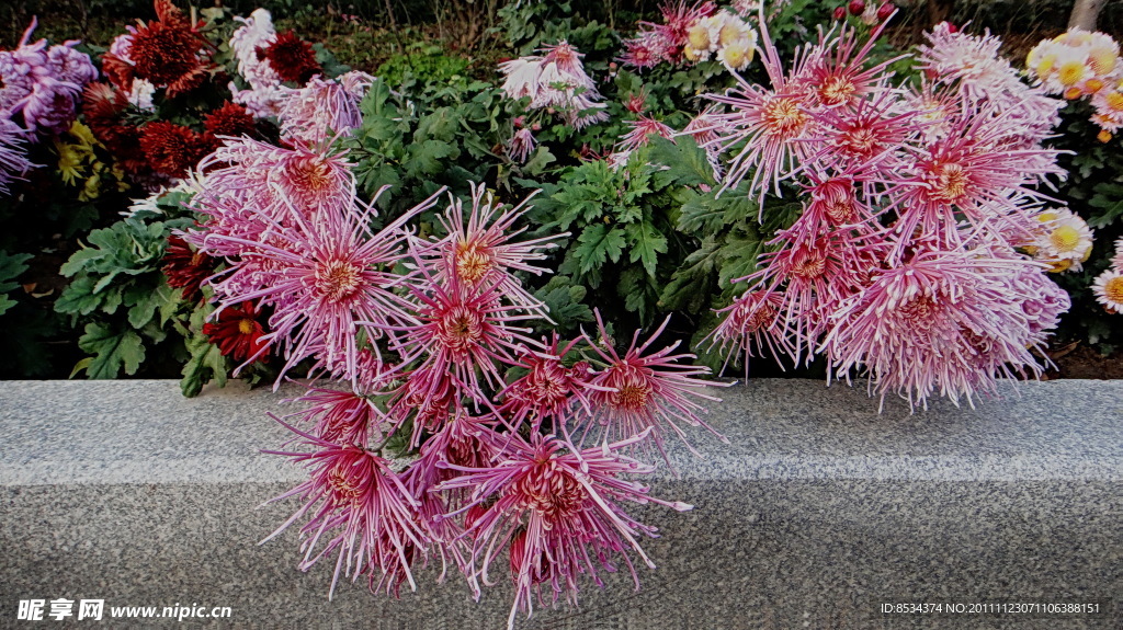 菊花(非高清)