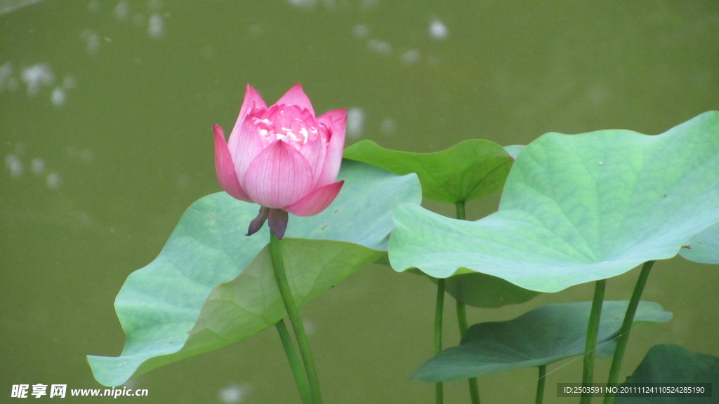 荷花