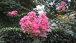 紫薇花