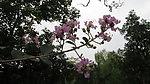 紫薇花