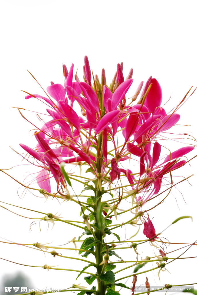 鲜花