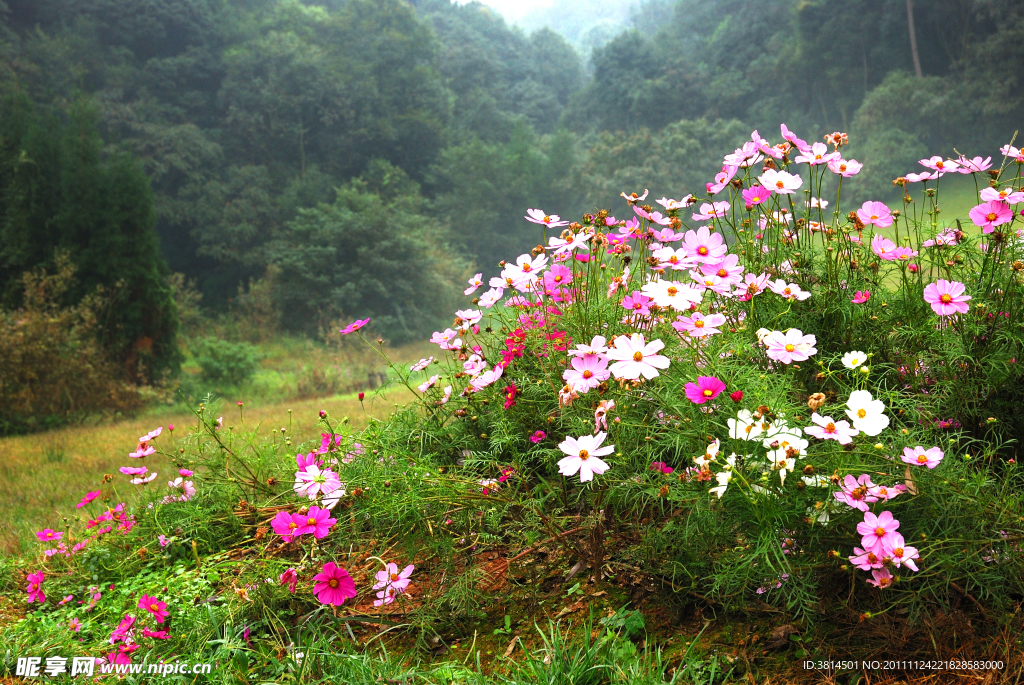 花丛