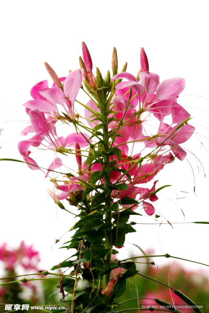 一枝花
