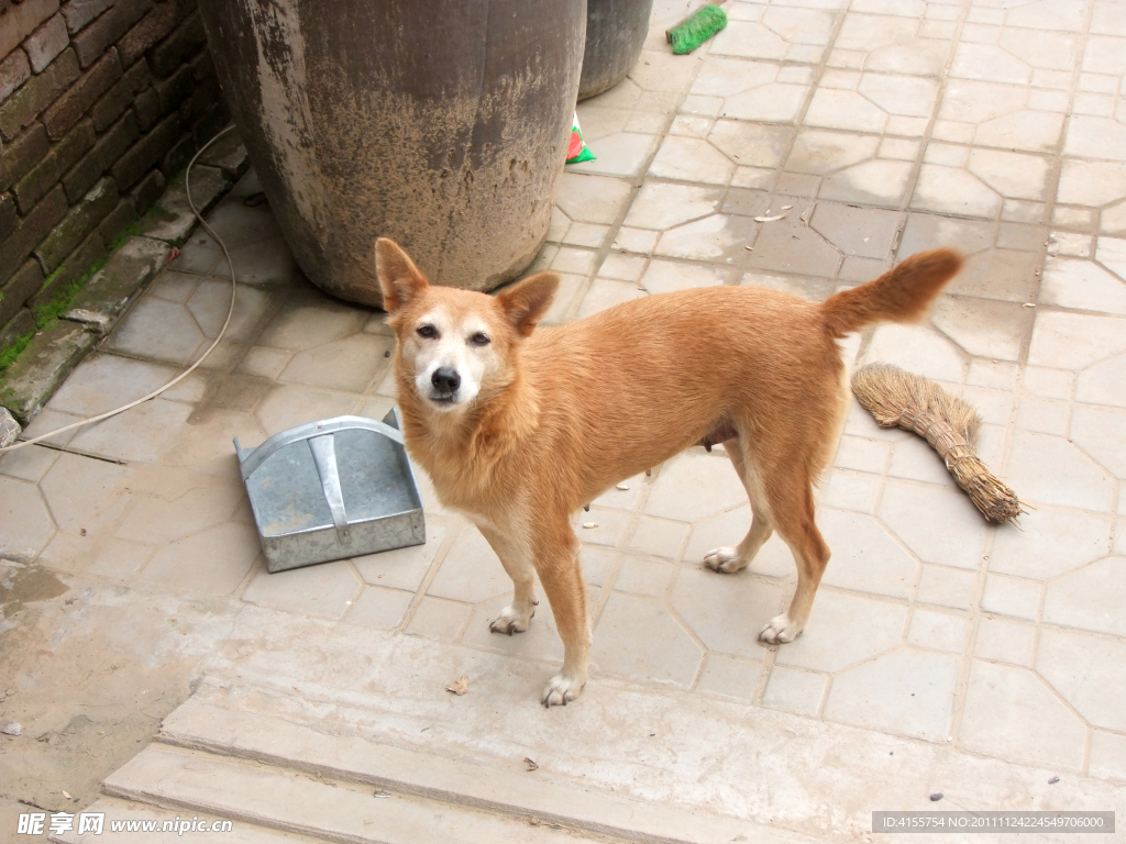 狗 家狗