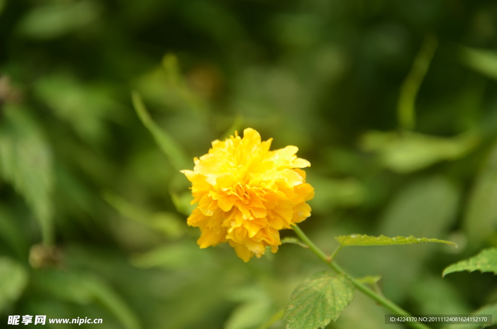 重瓣棣棠花