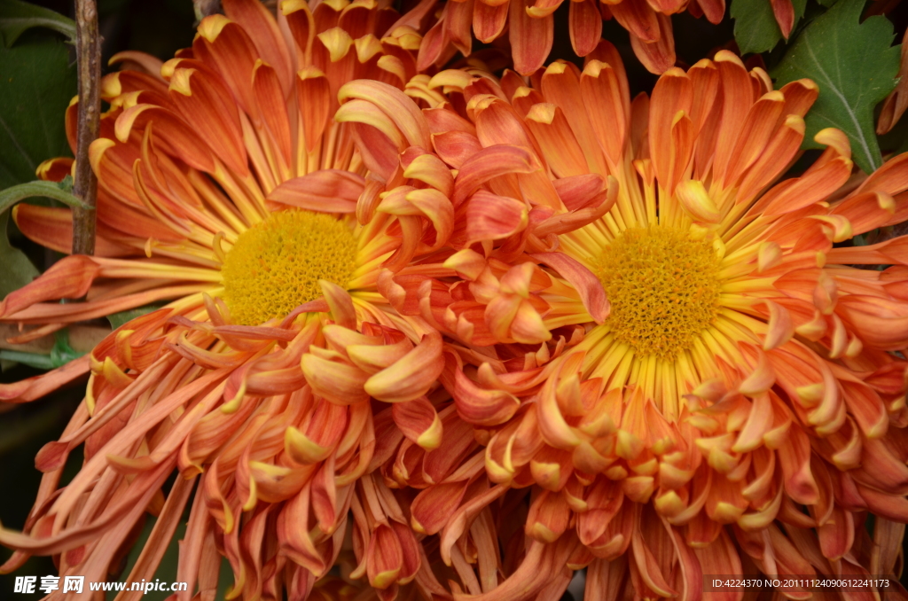 菊花