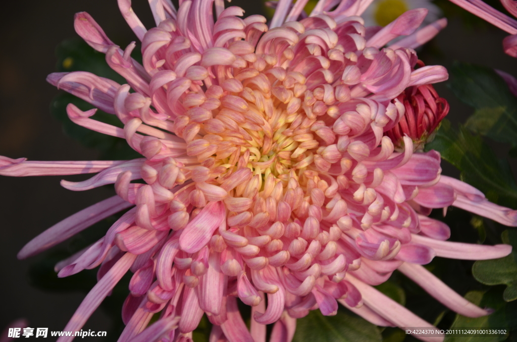 菊花