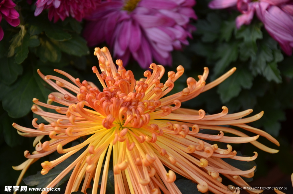 菊花