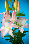 百合花