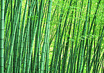 竹林