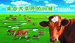 大草原上的牛