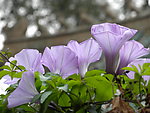 牵牛花
