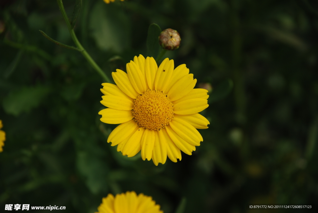 小黄花