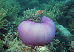 海底生物