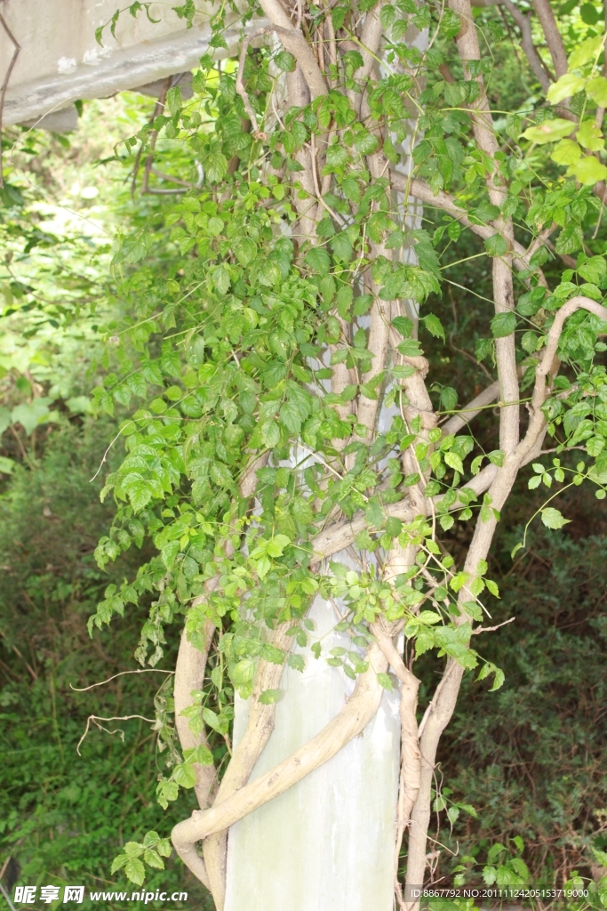 缠绕