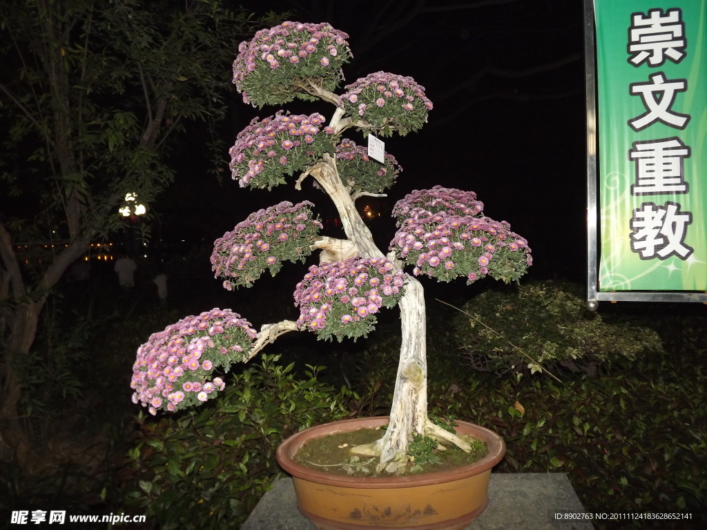 盆菊
