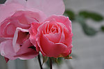 月季花