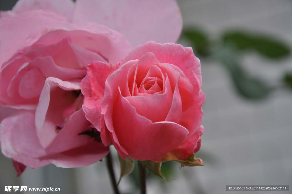 月季花