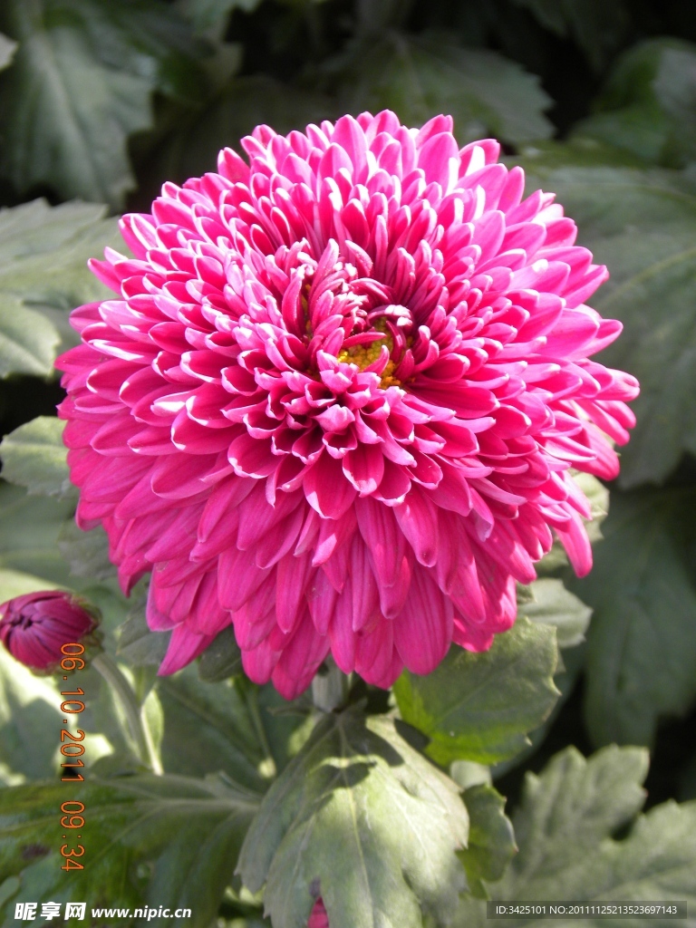 太原菊花节