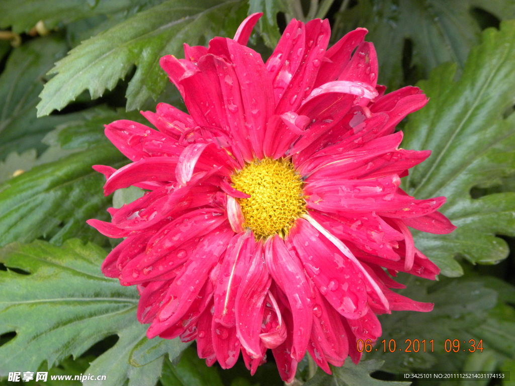 菊花