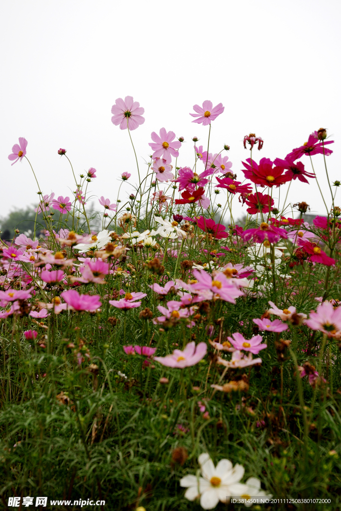 粉红鲜花丛