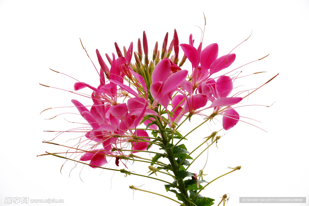 一只鲜花