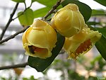 茶油花
