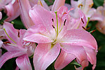 百合花