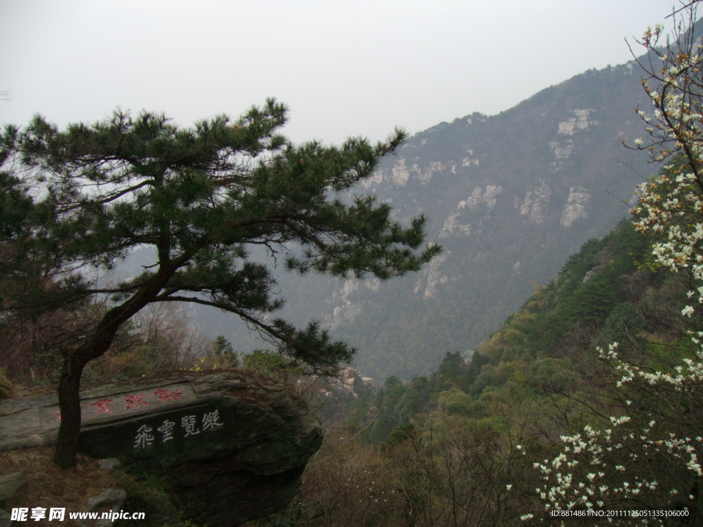 庐山 迎客松