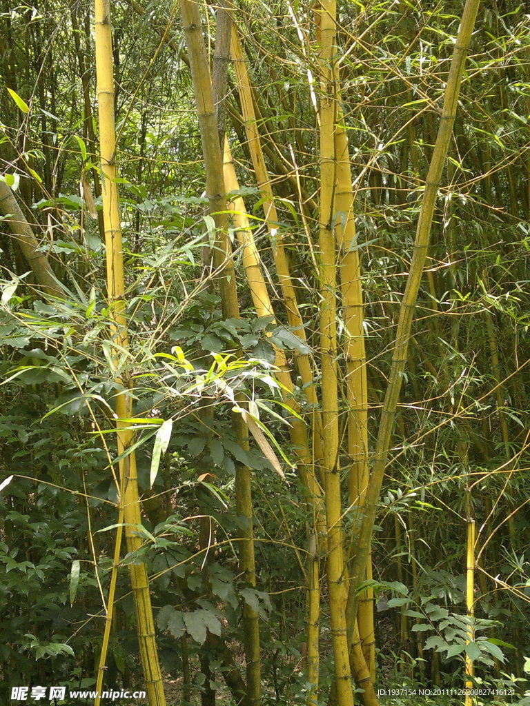 竹子