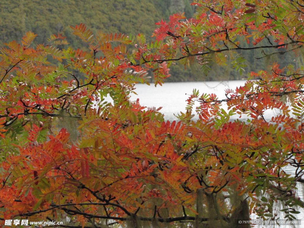 红色的树叶 湖泊