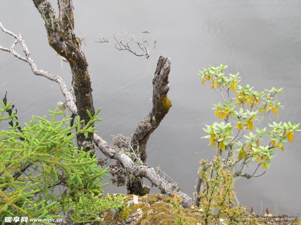 湖边的枯树枝