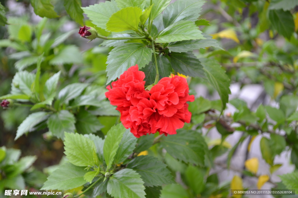 鼓浪屿花朵