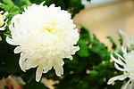 白菊