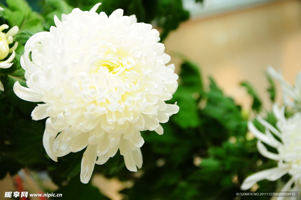 白菊