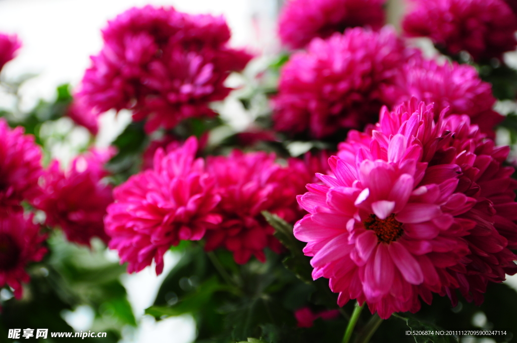 红菊 秋菊