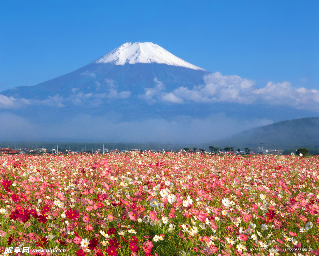 雪山花海