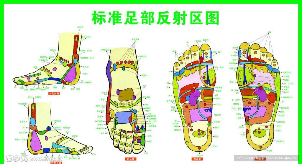 标准足部反射区图